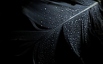 Feather collection, Stunning backgrounds, resolution, Artistic graphy HD wallpaper