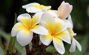 Plumeria flowers, Vibrant pink , quality, s HD wallpaper