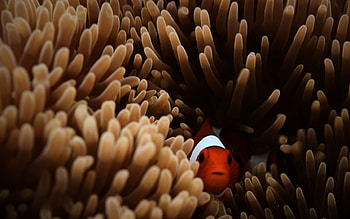 Clownfish in resolution, MacBook Pro Retina , Underwater beauty HD wallpaper