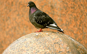 Pigeon artwork, Animal , Artistic vision, Captivating illustrations HD wallpaper