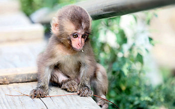 Animals, Nature, Background, Monkey HD wallpaper
