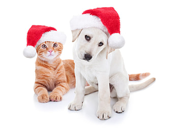 Waiting for Santa, dog, animal, white, craciun, cat, pisica, puppy, christmas, red, pet, paw, santa, hat, caine HD wallpaper