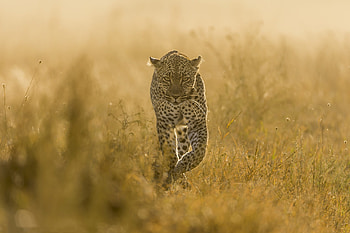 Leopard walking, Majestic predator HD wallpaper