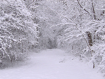 Winter, Nature, Trees, Snow, Forest HD wallpaper