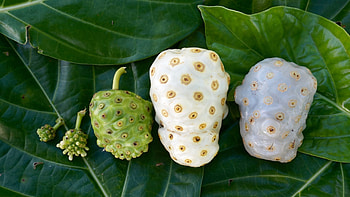 Noni Fruit, Plant characteristics, Tropical soil, Morinda citrifolia HD wallpaper