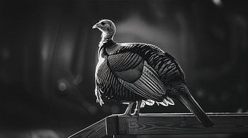 Elegant Turkey: A Stunning Ultra, turkey (bird), Animal, Black & White, bird HD wallpaper