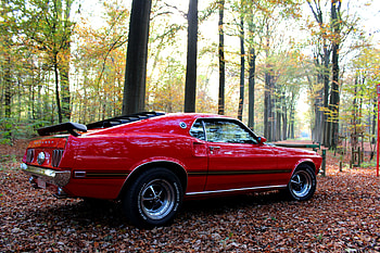 Fall colors, american, mustang, muscle car, blue oval HD wallpaper