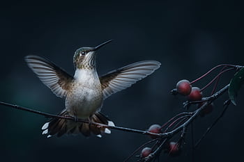 A serene of a hummingbird perched on a branch with berries, captured in dim lighting. HD wallpaper