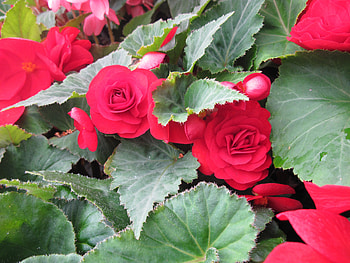 Fabulous greenhouse 10, graphy, green, Red, Flowers, garden, leaf HD wallpaper