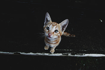 Animals, Kitty, Kitten, Muzzle, Striped, Street HD wallpaper
