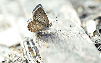 Macro, Surface, Insect, Butterfly, Wings HD wallpaper