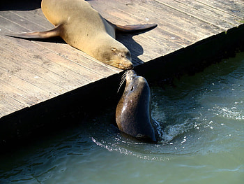 In Love, two, seals, pier, kissing HD wallpaper