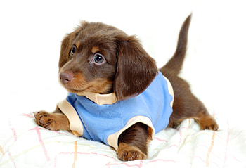Gorgeous puppy , -perfect charm HD wallpaper