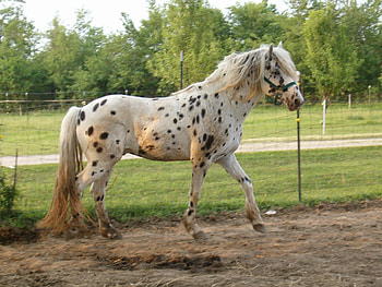 Ghost, appaloosa, equus, horse HD wallpaper