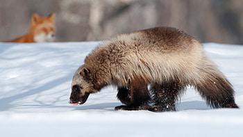 Wolverine animal , , Gulo gulo, Animal planet HD wallpaper