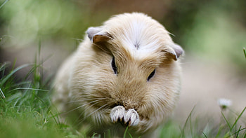 Animals, Grass, Sit, Fluffy, Beautiful, Guinea Pig HD wallpaper