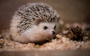 Hedgehog, animal, albino, arici, cute HD wallpaper