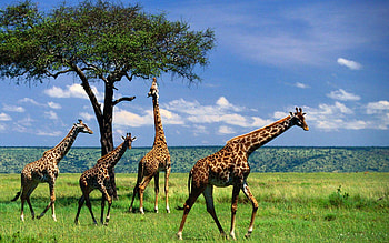 2-day Ngorongoro Crater safari, Tanzania HD wallpaper