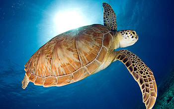 sea turtle , Backgrounds for , Breathtaking , Gallery for animal lovers HD wallpaper