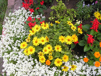 Donna's Front Garden 3, gardens, summer, Brecksvillekc, Brecksville, flowers HD wallpaper