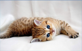 cute kitty, cats, cute, kitty, animals HD wallpaper