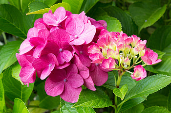 Pink hydrangea, Nature's delight, Floral beauty, Captivating HD wallpaper