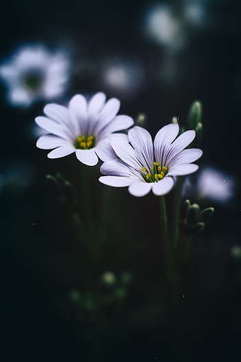 Flowers, Macro, Petals, Star, Zvezdchatka HD phone wallpaper
