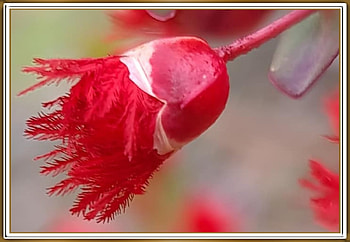 FRAMED FLOWERS, FLOWER, NATURE, FRAMED HD wallpaper
