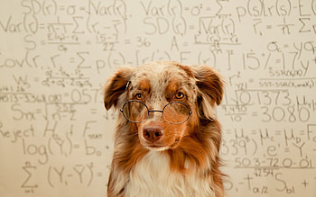 Animals, Background, Dog, Spectacles, Glasses HD wallpaper