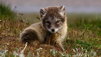 Baby, Arctic Foxes HD wallpaper