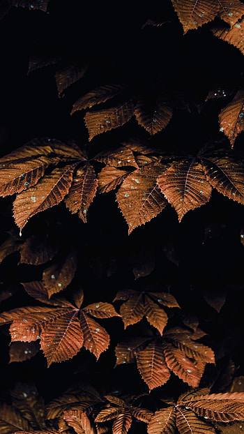 Brown Aesthetic, Tree HD phone wallpaper