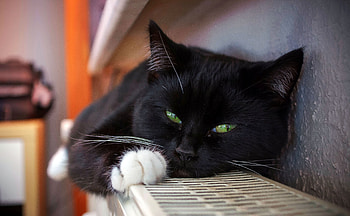 Animals, Cat, Lies, Spotted, Spotty, Mustache, Moustache HD wallpaper