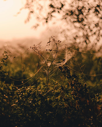 Grass, Web, Flower, Plant, Macro, Blur, Smooth HD phone wallpaper