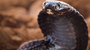 King Cobra, Best , Serpent close-up, Breathtaking HD wallpaper