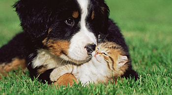 Unconditional Love.., dog, animal, cute, cat HD wallpaper