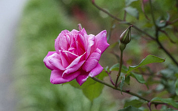 Flowers, Rose Flower, Rose, Petals, Branch HD wallpaper