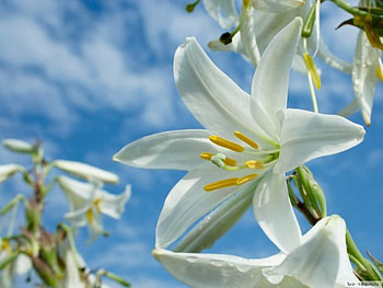 lily, blue, soft, white, sky HD wallpaper