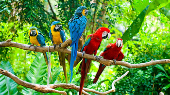 Group of macaw parrots, Beautiful birds, Stunning , Eye-catching HD wallpaper