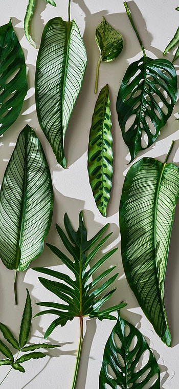 Leaves me be. Plant , christmas, Plant painting, Green Plant Aesthetic HD phone wallpaper