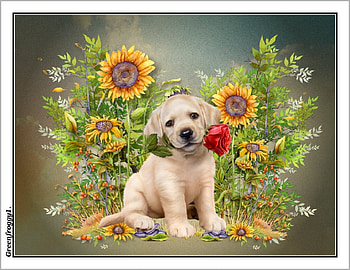 A ROSE FOR YOU, ART, ROSE, DOG, ABSTRACT HD wallpaper