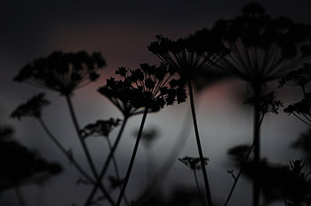 A Mist Among Plants, mist, fog, plants, dark HD wallpaper
