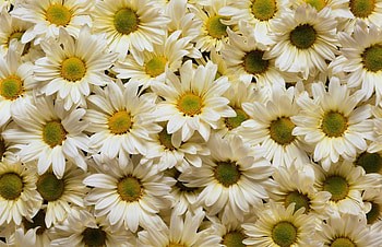 Flowers, Camomile, Petals, Lot HD wallpaper
