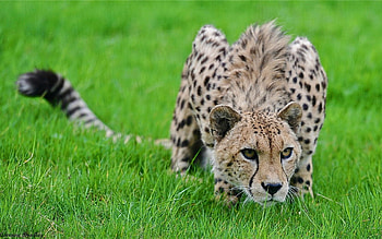 Animals, Grass, Cheetah, Spotted, Spotty, Big Cat, Hide, Hunting, Hunt, Pose, Lurk HD wallpaper