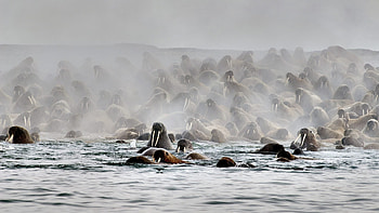 BBC Blue Planet II, Walrus filming, Arctic wildlife, Stunning footage HD wallpaper