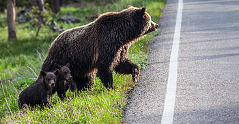 Bears Crossing The Road, bears, cute, animals, lovable HD wallpaper