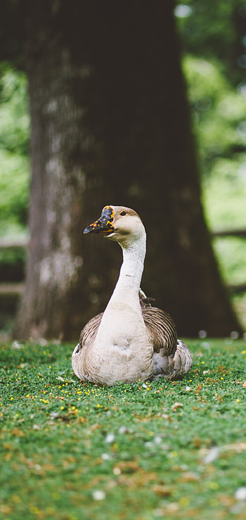 Animal goose, Wildlife graphy, Bird species, Nature's beauty HD phone wallpaper