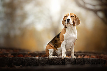 Beagle, Autumn scenery, Nature's beauty, Dog in focus HD wallpaper