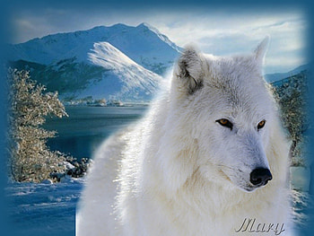 White Wolf, white, wolf, beauty HD wallpaper