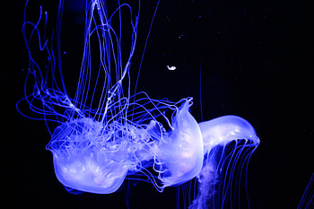 Animals, Jellyfish, Phosphorus, Luminous HD wallpaper