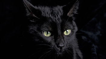... cat 50 i love cats cute cat kitten ... HD wallpaper